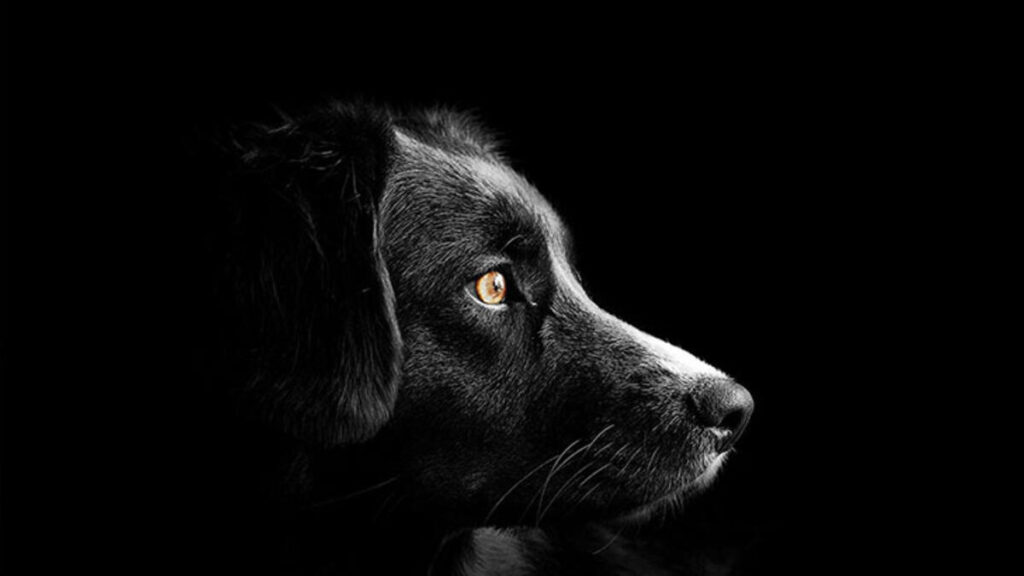 Yola köpek çıkması ve kaza